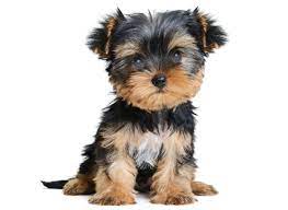 Yorkies of houston is a pet store with healthy, vet followed, spoiled, & socialized yorkshire terrier welcome to yorkies of houston puppieswelcome to yorkies of houston puppieswelcome to. Find Yorkshire Terrier Puppies For Sale In Florida