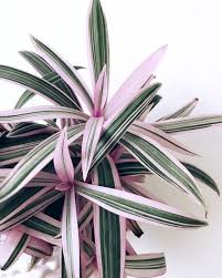 Sélectionner une catégorie artificielle azalée bonsai cactus cyclamen fleur de lys gloriosa lisianthus muguet en pot orchidée photos de fleurs rose tulipe œillet. 5 Piante Rosa Che Faranno Il Buzz Su Instagram E Pinterest In 2020 Planten Bloeiende Planten Thuis Planten