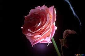 We hope you enjoy our growing collection of hd. Big Rose Flower Image Rose On Black Background Images Rose Flower 1160 Torange Biz Free Pics On Cc By License