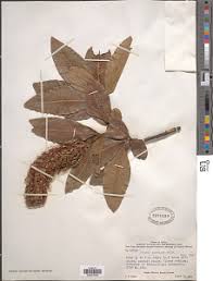 Image result for Faurea rochetiana