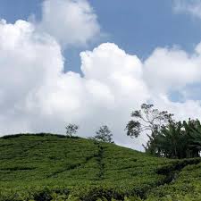 Check spelling or type a new query. Fotos Bei Kebun Teh Cisarua Bogor Gartencenter