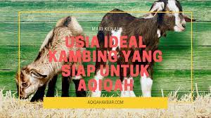 Usia Ideal Kambing Yang Siap Untuk Aqiqah Akbar Aqiqah Jakarta Bekasi