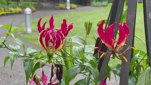 Image result for Gloriosa superba