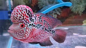 Ikan louhan memang cocok jika dipelihara di aquarium karena corak warna dari ikan ini bisa terlihat lebih jelas. Cara Mudah Merawat Ikan Louhan Agar Sehat Dan Punya Warna Glowing Perhatikan 6 Hal Ini Kabar Joglo Semar