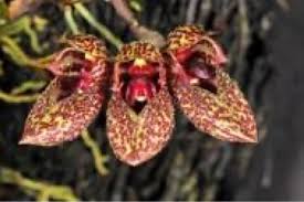 Image result for Bulbophyllum humblotii