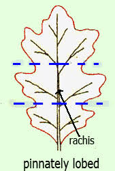 Image result for leaf margin entire