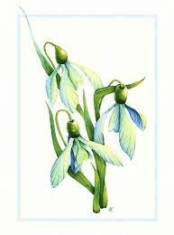 Items Similar To Watercolor Snowdrop Flowers 8x10 Fine Art Print Of Hand Painted Detailed Ar Watercolor Tattoo Flower Flower Drawing Art