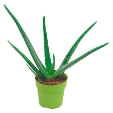 Große auswahl dauertiefpreise 30 tage rückgaberecht aloe vera bei hornbach finden! Aloe Vera Hohe Ca 15 20 Cm Topf O Ca 12 Cm Kaufen Bei Obi