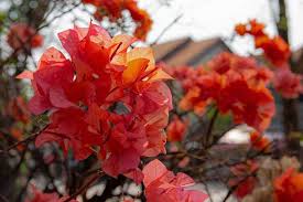 Tanaman bunga kertas bukan merupakan jenis tanaman yang mudah ditanam lakukan proses ini pada pagi atau malam hari agar tanaman bunga kertas lebih mudah tumbuh subur dan berbunga lebat. Tips Menanam Bunga Kertas Boungeville Agar Rumah Semakin Cantik