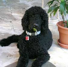 Black And White Standard Poodle Teddy Bear Cut Pin On Oodles Of Poodles