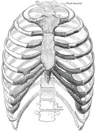 The thoracic cage is part of the axial skeleton (also known as the rib cage), and consists of 24 ribs, the sternum, costal cartilage, and the 12 thoracic vertebrae. Rib Cage Wikipedia