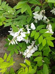 Image result for Indigofera kirkii