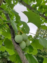 Image result for Ginkgoaceae