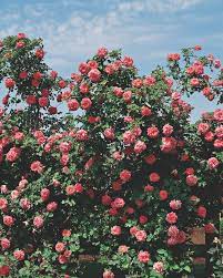 Nearly all varieties have the ability to repeat flower. Transplanting Climbing Roses Hgtv