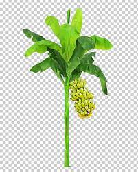 Leaf Plant Stem Flowerpot Tree Png Banana Banana Tree Chennai Flowerpot Leaf Tree Photoshop Flower Pots Digital Flowers