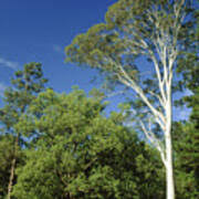 Image result for Eucalyptus citriodora