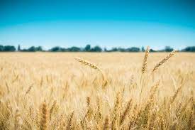 Trouvez les meilleures images gratuites sur le thème « wheat plantation ». Top Wheat Producing Countries Worldatlas