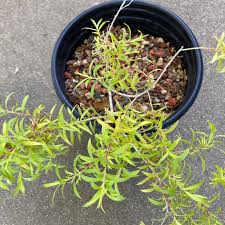 Image result for Melaleuca sp. A (Biegel 5741)