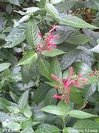 Image result for Justicia scandens