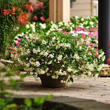 Image result for Begonia iucunda