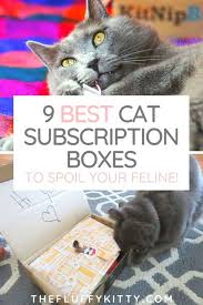 Purrfect for the crazy cat lady and gent! 9 Best Cat Subscription Boxes To Treat Your Kitty Fluffy Kitty