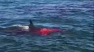 Lions are much more deadly than sharks. Video Shows Great White Shark Feeding On Sea Lion Near Alcatraz Abc7 San Francisco