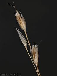 Image result for Avenella flexuosa