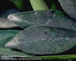 Image result for sooty mould