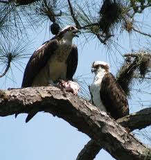 Local Birds Of Central Florida Ospreys Nesting Season In Florida Is Winter The Nests Can Weigh 400lbs 181kg Honeymoon Island Nature Trail Gulf Coast Vacations