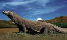 Top 40 Endangered Animals In Indonesia Factsofindonesia Com