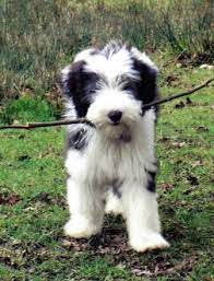 Bearded Collie Puppies For Sale Pets Corner Bearded Collies Bearded Collie Bearded Collie Puppies Collie Puppies