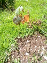 Image result for Dombeya torrida