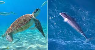 Image result for sea