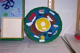 There are pros and cons to each type of project. Shoe Box Plant Cell Model Shefalitayal