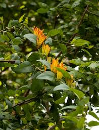 Image result for Agelanthus