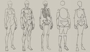 Anatomy Reference For Artist Koibana Info Human Anatomy Drawing Figure Drawing Tutorial Human Body Drawing
