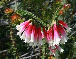 Check spelling or type a new query. Epacris Longiflora Wikipedia