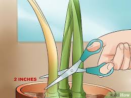 Que faire de son amaryllis fanée ? Comment Faire Refleurir Une Amaryllis Avec Images