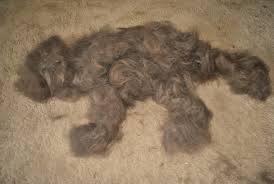 Petfinder has helped more than 25 million pets find their families through adoption. Dog Hair Leads To A Hairy Or Harry Situation My Brown Newfies