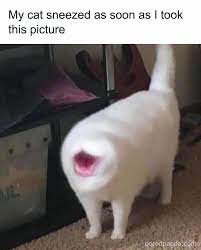 Cat Exe Has Stopped Working This Ig Account Collects Hilarious Images Of Broken Cats 50 Pics Bored Panda