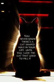 Their love leaves an indelible imprint in our memories. 46 Rip Lucky The Cat Ideas Pet Loss Grief Pet Loss Rainbow Bridge
