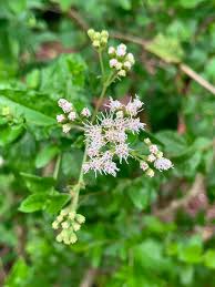 Image result for Calostephane