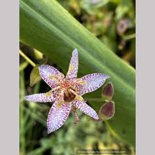 Image result for Tristicha trifaria