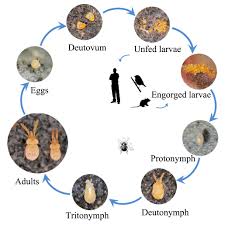 Image result for Trombicula autumnalis bites
