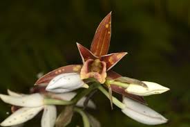 Image result for Phaius occidentalis