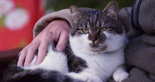 The second year of a cat's life is equal to an additional nine years. How Old Is Your Cat In Human Years Petlifeuk