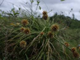 Image result for Rhynchospora holoschoenoides