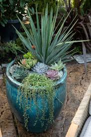 amazing succulent pot up in 2020 succulents yard planters nursery supplies amazing succulent pot up in 2020 succulents yard planters nursery supplies