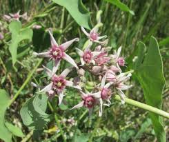 Image result for Cynanchum praecox