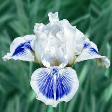 Ice And Indigo Dwarf Bearded Iris Iris Flowers Bearded Iris Dwarf Iris